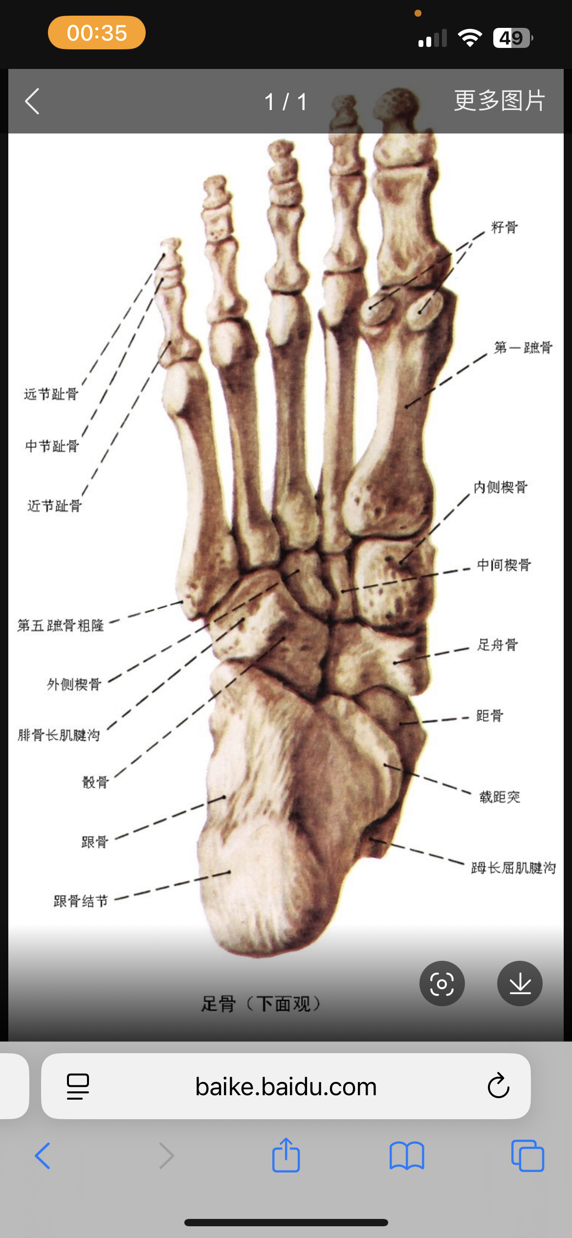脚骨说明